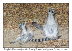 Ringtailed Lemur & juvenile