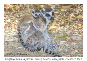 Ringtailed Lemur & juvenile