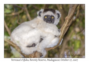 Verreaux's Sifaka