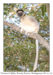 Verreaux's Sifaka