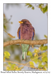 Broad-billed Roller