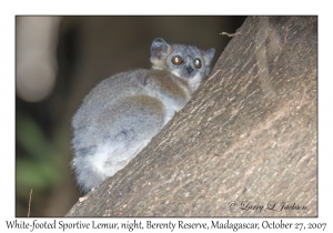 White-footed Sportive Lemur