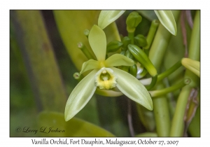 Vanilla Orchid