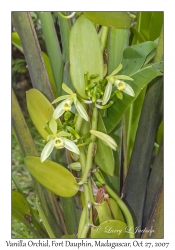 Vanilla Orchid