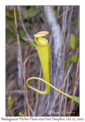 Madagascar Pitcher Plant