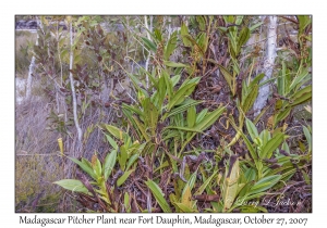 Madagascar Pitcher Plants