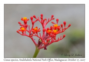 Cissus species