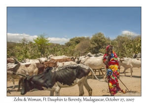 Zebu & Woman