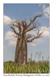 Fony Baobab