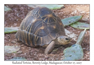 Radiated Tortoise