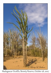 Madagascar Ocotillo