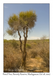 Pencil Tree