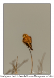 Madagascar Kestrel