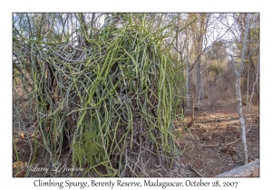 Climbing Spurge