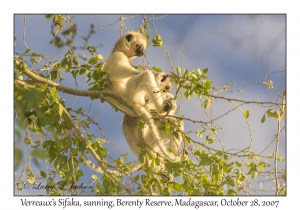 Verreaux's Sifaka