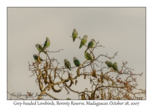 Grey-headed Lovebirds