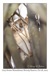 Grey-brown Mouselemur