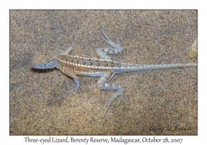 Three-eyed Lizard