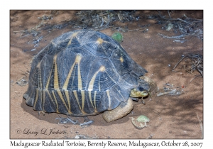 Madagascar Radiated Tortoise