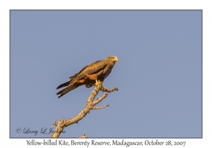 Yellow-billed Kite