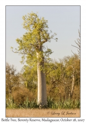 Bottle Tree