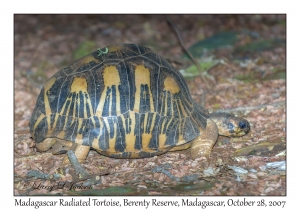 Madagascar Radiated Tortoise