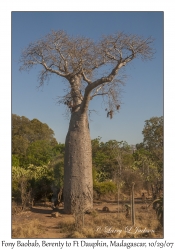 Fony Baobab