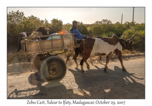 Zebu Cart