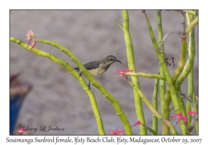 Souimanga Sunbird female