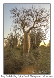 Fony Baobab