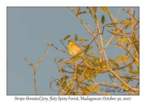 Stripe-throated Jery