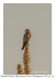 Banded Kestrel