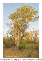 Decary's Poinciana