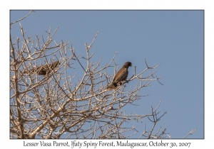 Lesser Vasa (Black) Parrot