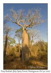 Fony Baobab