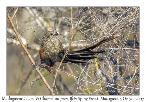 Madagascar Coucal