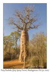 Fony Baobab