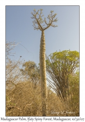 Madagascar Palm