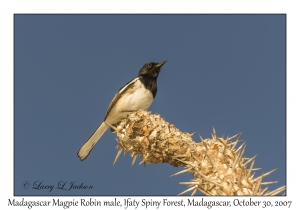 Madagascar Magpie-Robin male