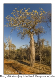 Decary's Poinciana