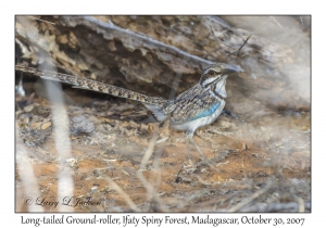 Long-tailed Ground-roller