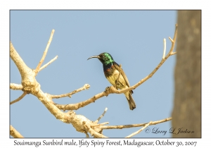 Souimanga Sunbird male