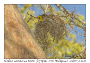 Sakalava Weaver male & nest