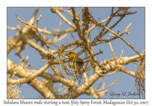 Sakalava Weaver male & nest