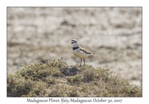 Madagascar Plover