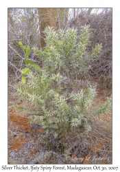 Silver Thicket