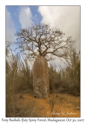 Fony Baobab