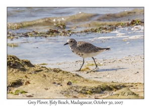 Grey Plover