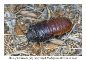 Hissing Cockroach