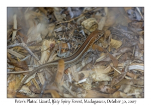 Peter's Plated Lizard